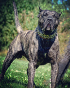 The "Metal" collar- personalized! Bestia Dog Gear