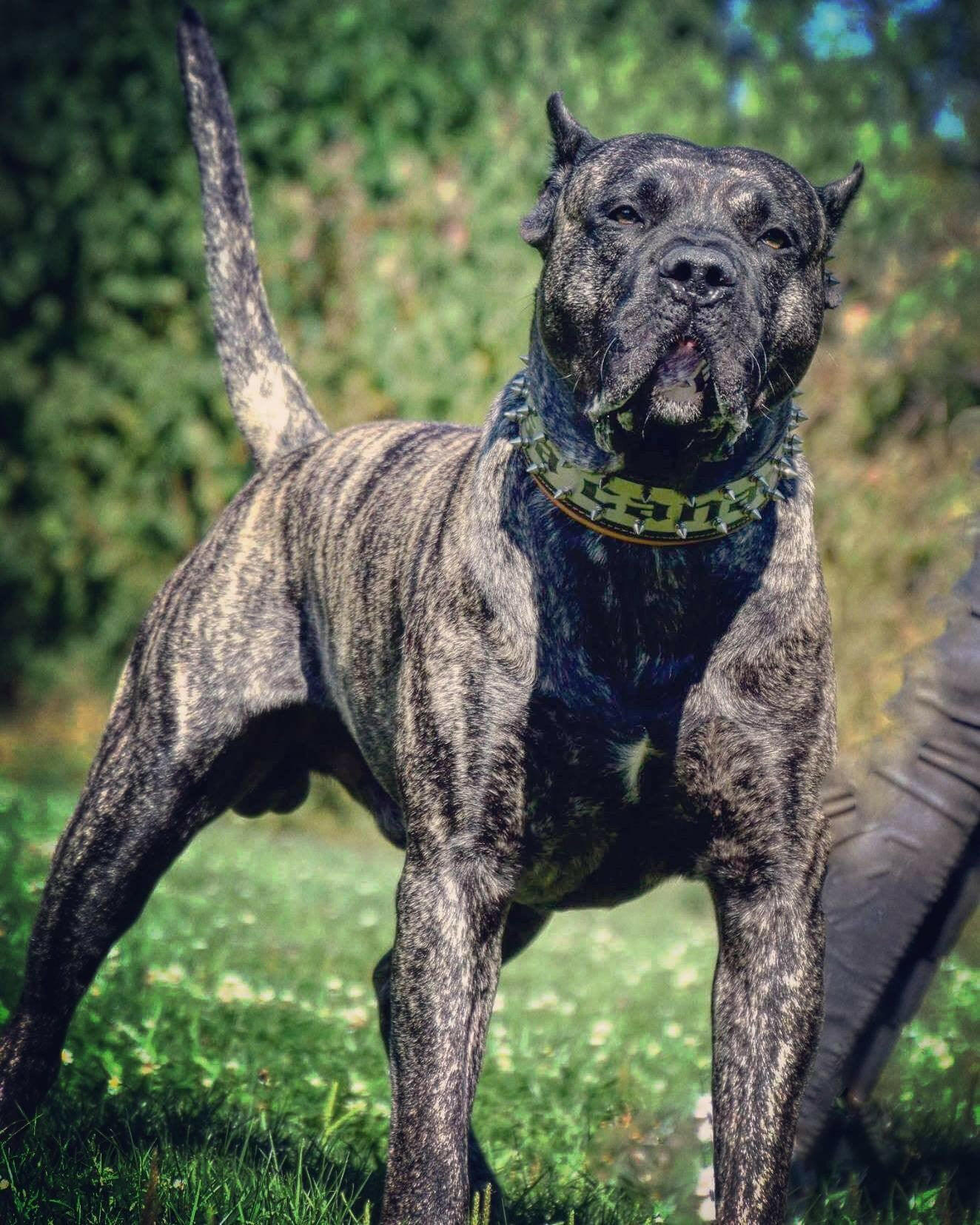 The "Metal" collar- personalized! Bestia Dog Gear