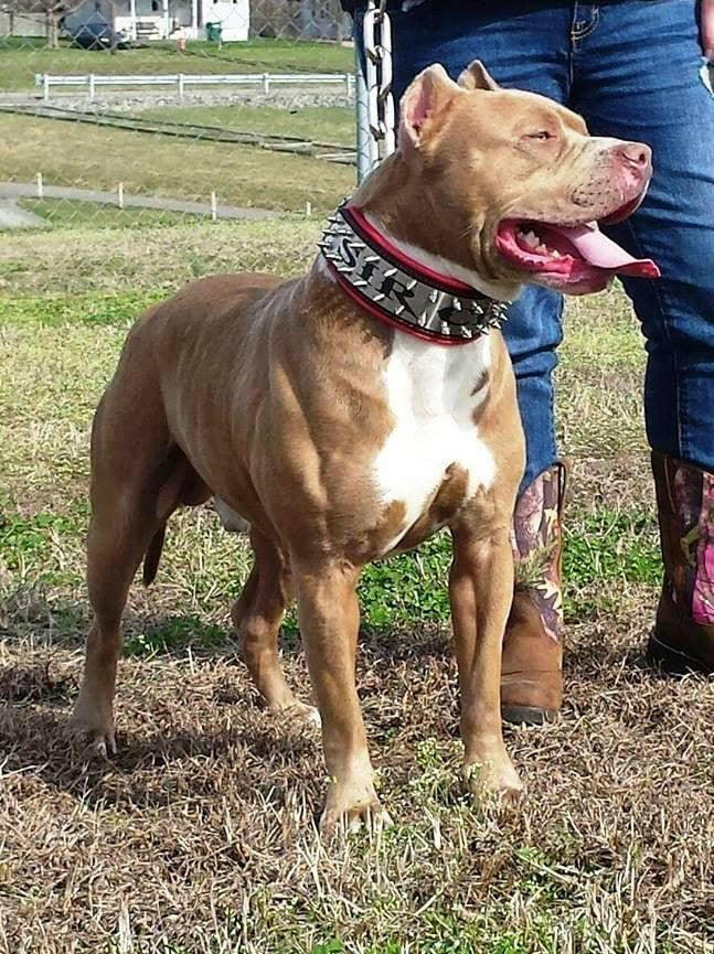 The "Metal" collar- personalized! Bestia Dog Gear