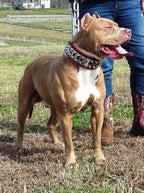 The "Metal" collar- personalized! Bestia Dog Gear
