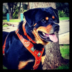 The "Eros" harness brown Bestia Dog Gear