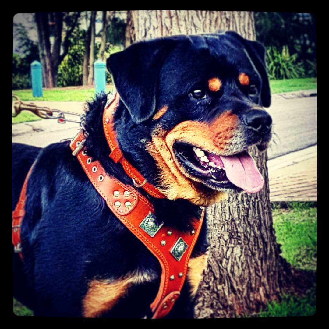 The "Eros" harness brown Bestia Dog Gear