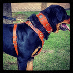 The "Eros" harness brown Bestia Dog Gear