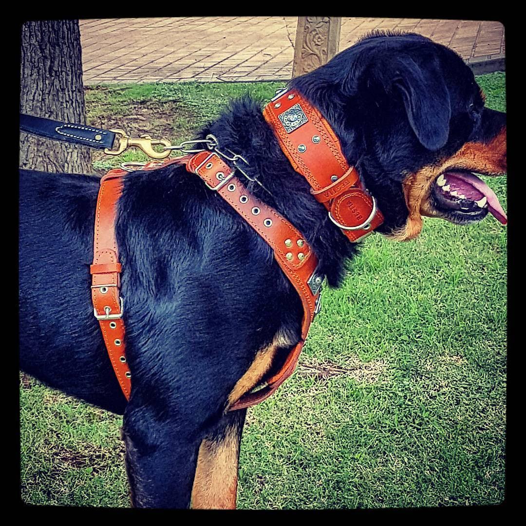The "Eros" harness brown Bestia Dog Gear
