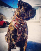 The "Aztec" big dogs harness BROWN - SJB-DIAMOND ELITES