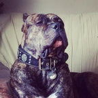 The "Maximus Silver" leash - SJB-DIAMOND ELITES