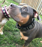 The "Maximus Silver" leash - SJB-DIAMOND ELITES