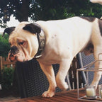 The "Maximus Silver" leash - SJB-DIAMOND ELITES