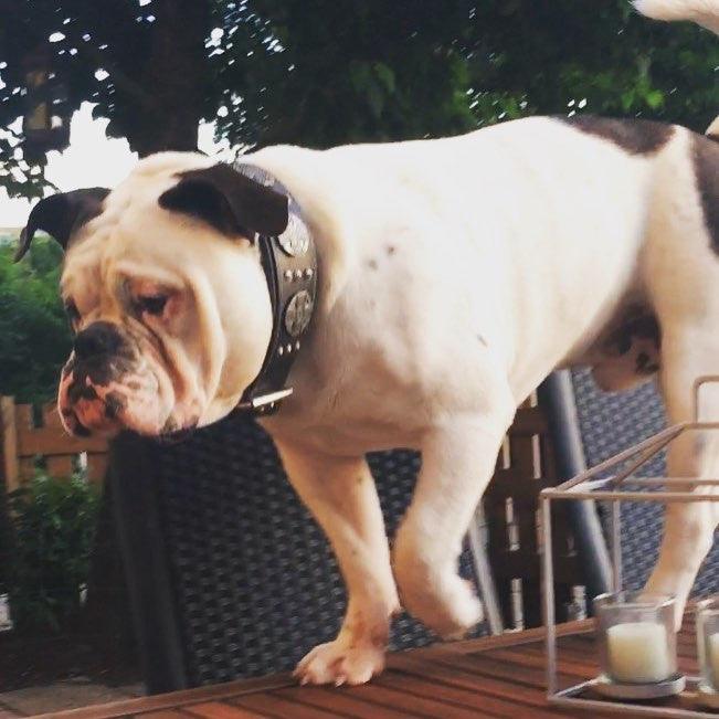 The "Maximus Silver" leash - SJB-DIAMOND ELITES