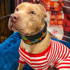 The Grinch Limited Collar Bestia Dog Gear
