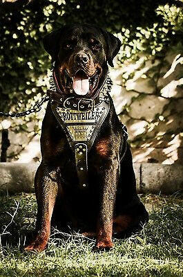The "Metal" harness- Personalized! Bestia Dog Gear