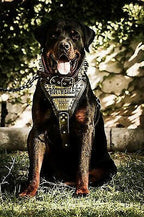 The "Metal" harness- Personalized! Bestia Dog Gear
