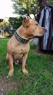 The "Metal" collar- personalized! Bestia Dog Gear