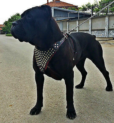 The "Gladiator" harness Bestia Dog Gear