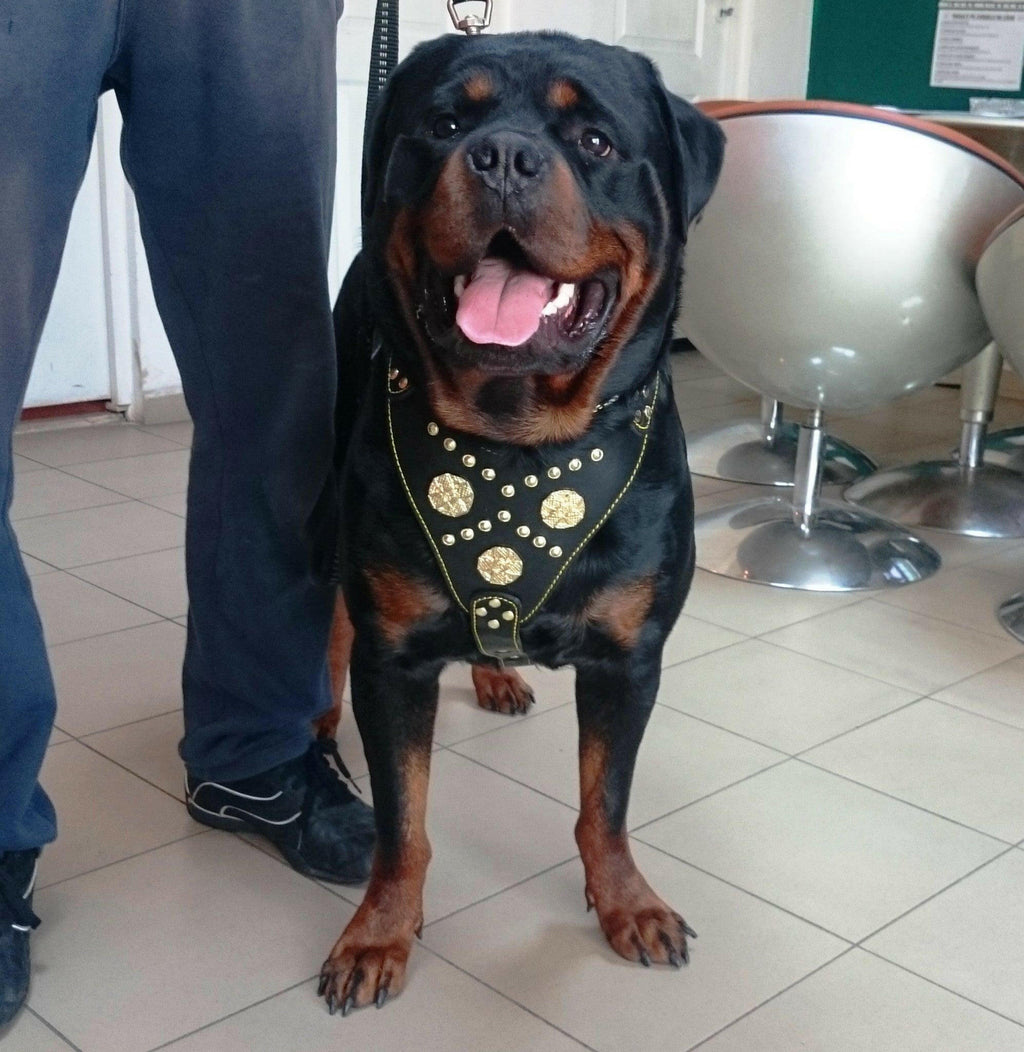 The "Maximus" harness black & gold Bestia Dog Gear