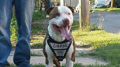 The "Metal" harness- Personalized! Bestia Dog Gear