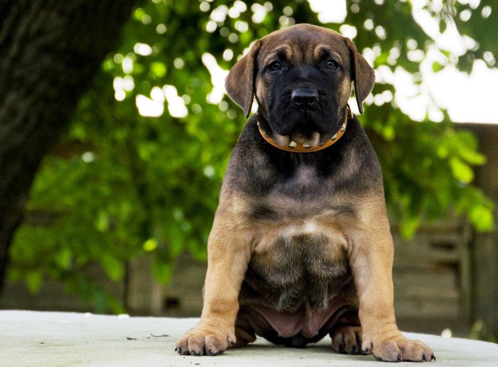 The "Superstar" puppy dog collar - SJB-DIAMOND ELITES