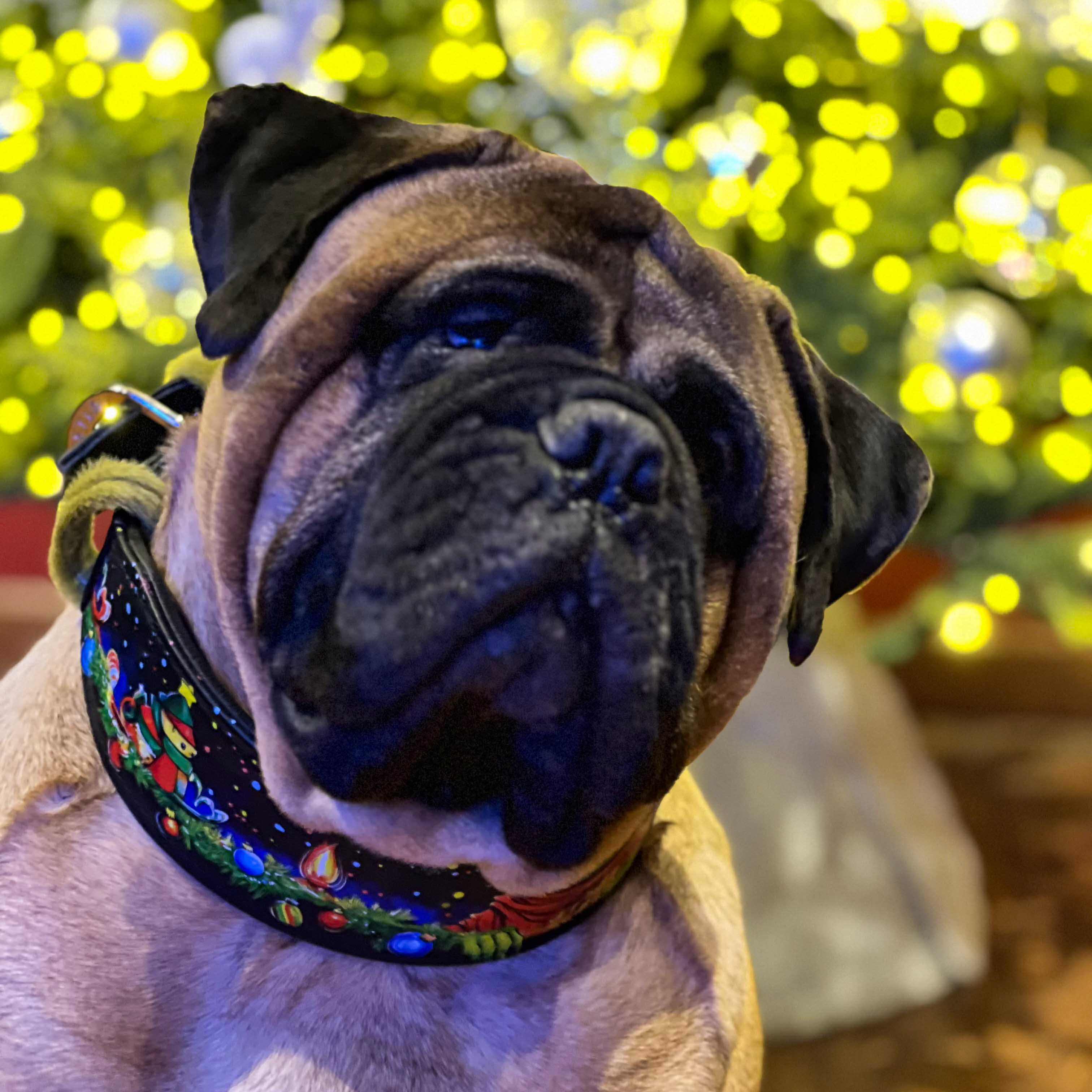 The Grinch Limited Collar Bestia Dog Gear