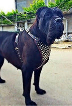 The "Gladiator" harness Bestia Dog Gear