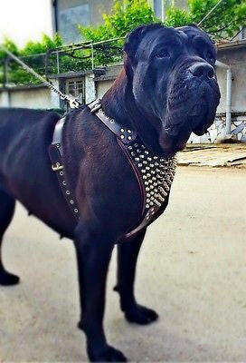 The "Gladiator" harness Bestia Dog Gear
