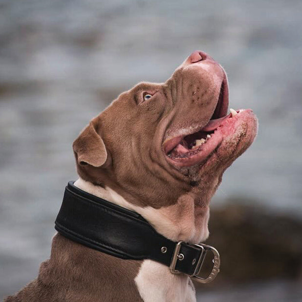 Plain "Style" Collar black Bestia Dog Gear