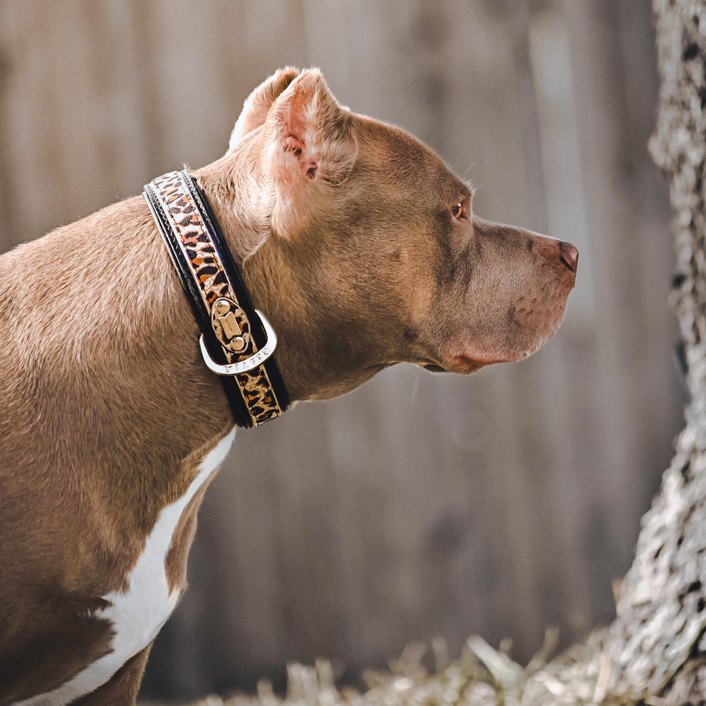 The Leopard Collar Bestia Dog Gear