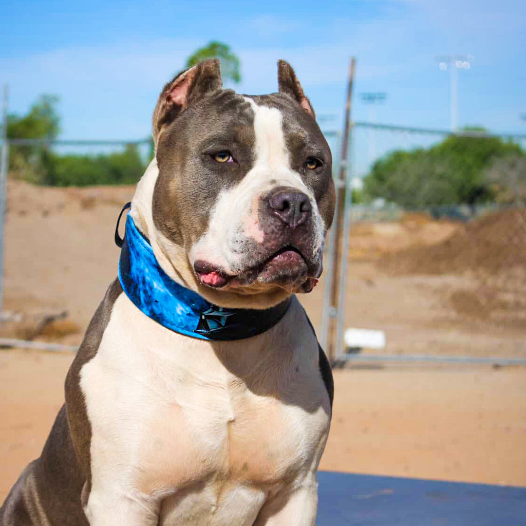 The Vader Limited Collar - SJB-DIAMOND ELITES