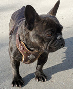 The ''Aztec'' harness Brown Small to Medium Size - SJB-DIAMOND ELITES