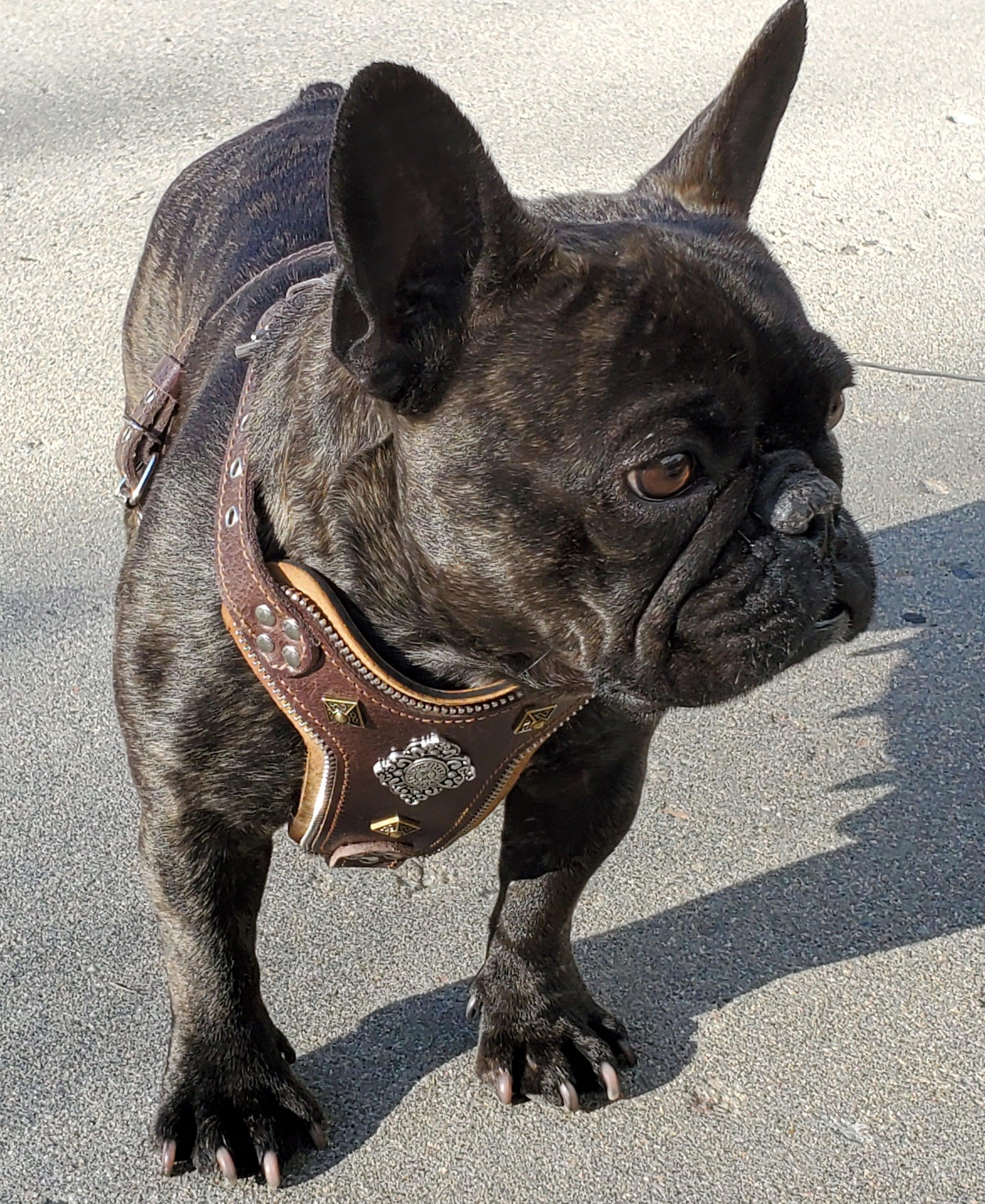 The ''Aztec'' harness Brown Small to Medium Size - SJB-DIAMOND ELITES