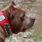 The ABKC Collar - SJB-DIAMOND ELITES