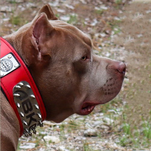 The ABKC Collar - SJB-DIAMOND ELITES