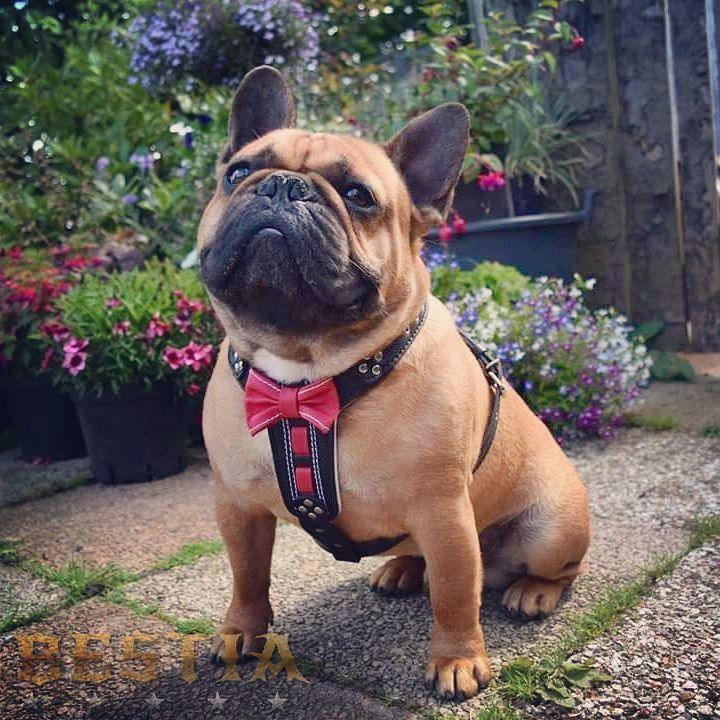 The "Bowtie" leather harness brown Small to Medium Size - SJB-DIAMOND ELITES