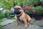 The "Rocky" studded leather harness Small to Medium Size - SJB-DIAMOND ELITES