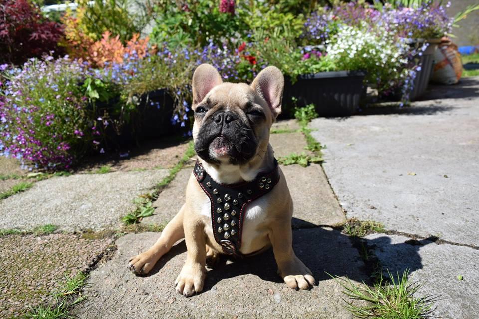 The "Rocky" studded leather harness Small to Medium Size - SJB-DIAMOND ELITES