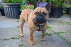 The "Rocky" studded leather harness Small to Medium Size - SJB-DIAMOND ELITES