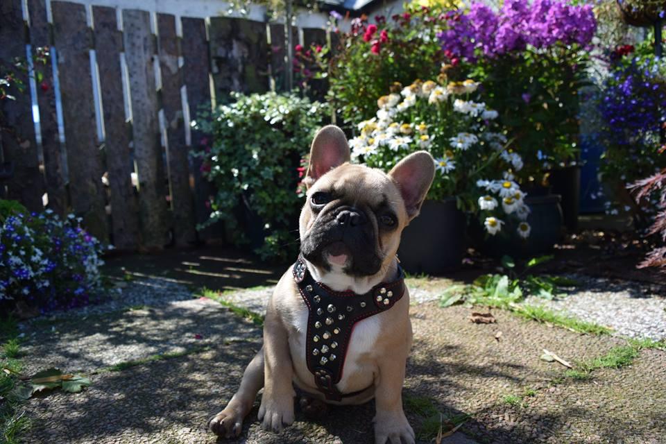The "Rocky" studded leather harness Small to Medium Size - SJB-DIAMOND ELITES