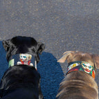 The Joker Limited Collar - SJB-DIAMOND ELITES