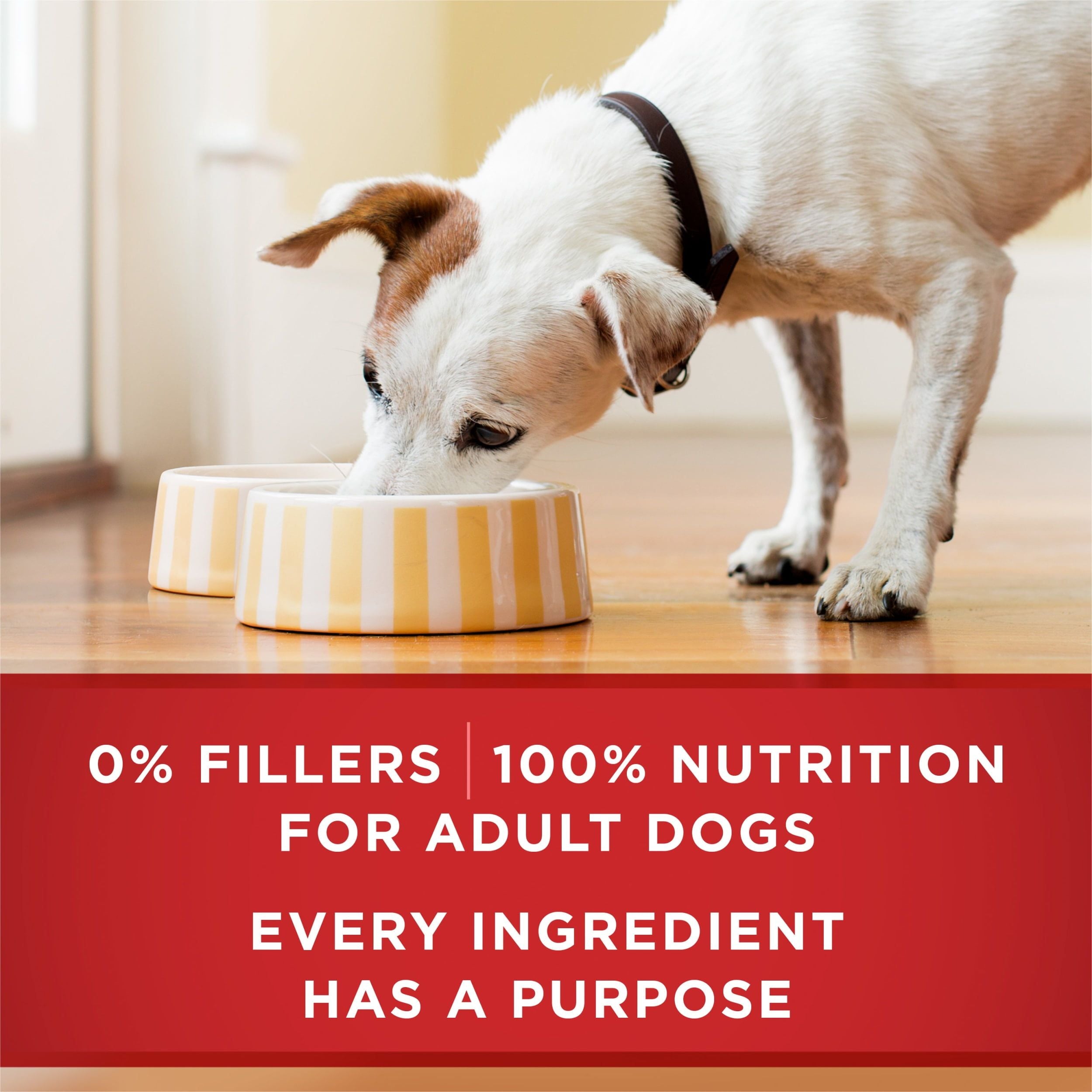 Purina ONE Real Beef & Chicken Wet Dog Food Variety Pack13 oz Can (6 Pack) EasyOptionXY LLC