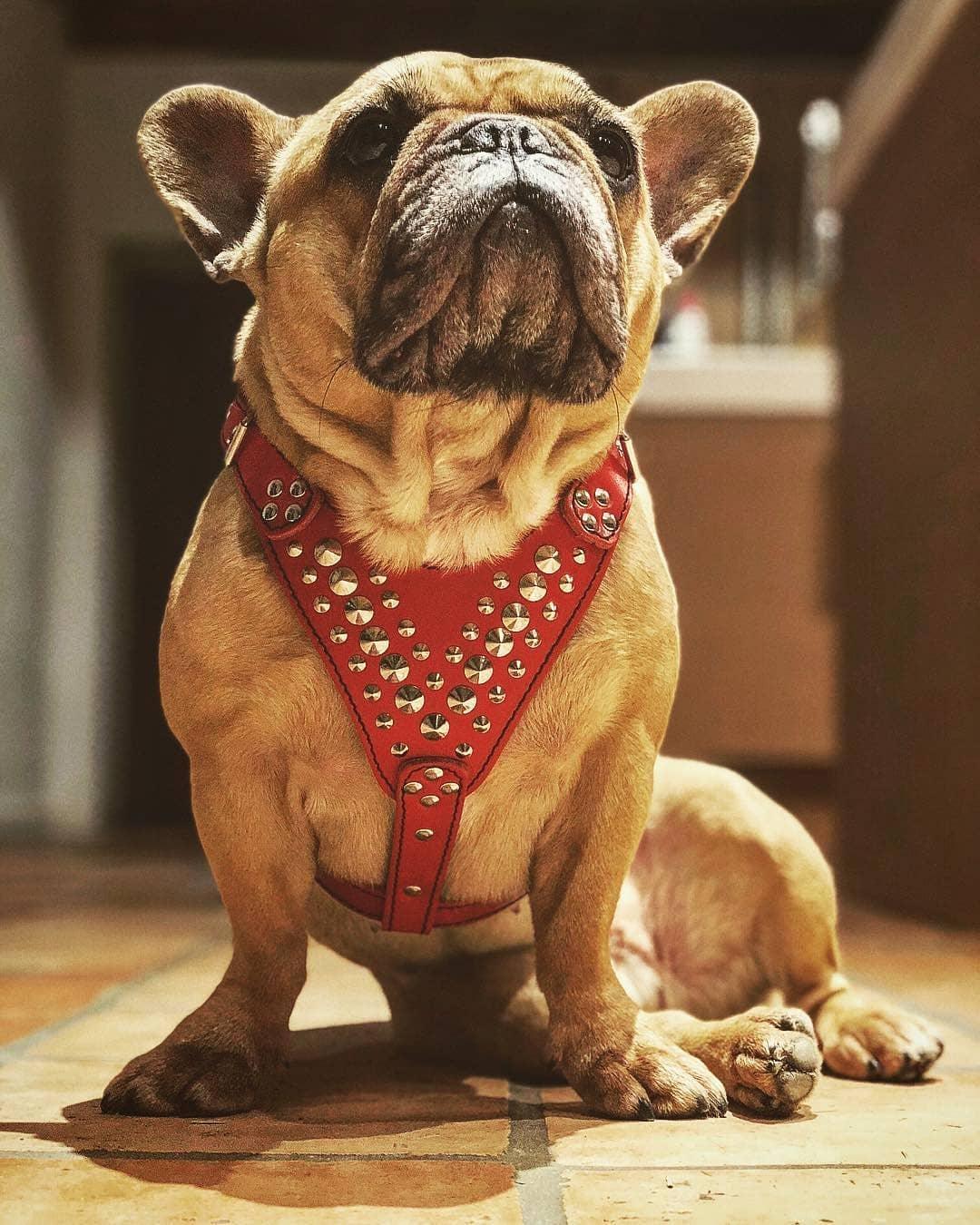 ''Star'' Harness Small to Medium size - SJB-DIAMOND ELITES
