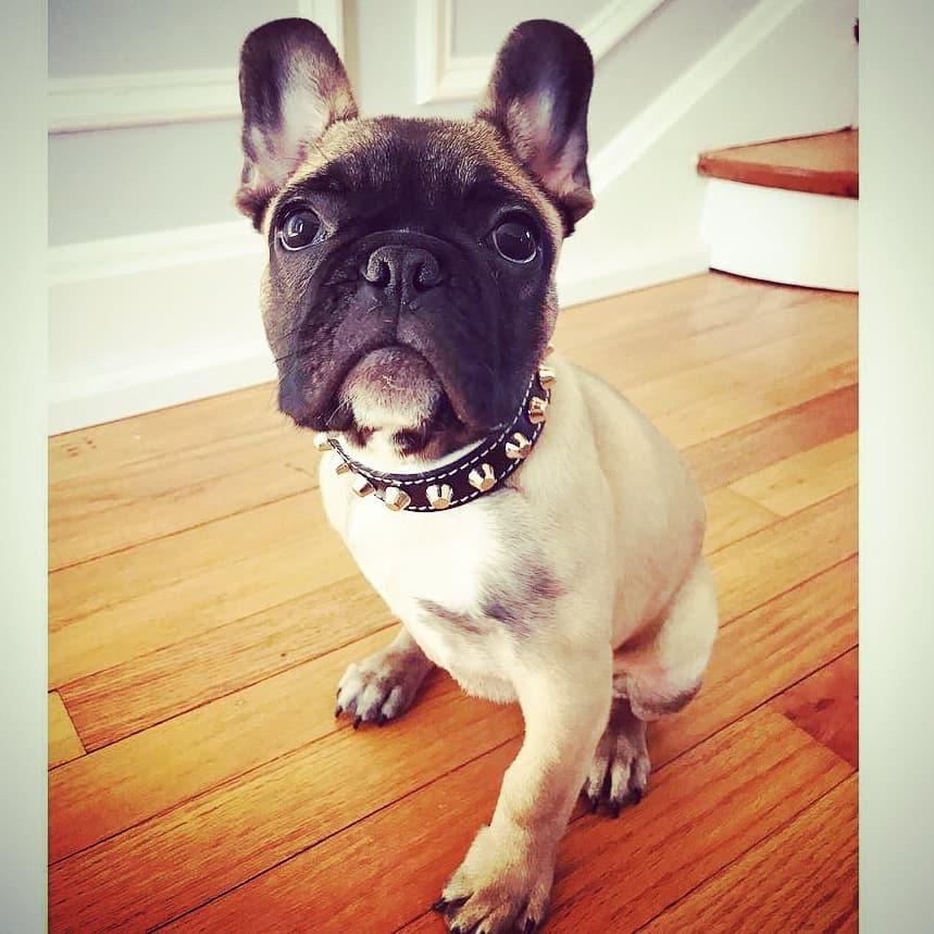 The "Rock" collar - SJB-DIAMOND ELITES