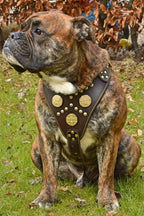 The "Maximus" brown harness - SJB-DIAMOND ELITES