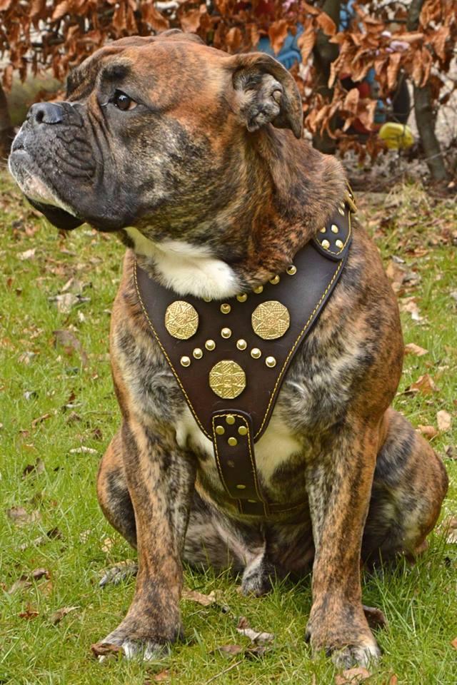 The "Maximus" brown harness - SJB-DIAMOND ELITES