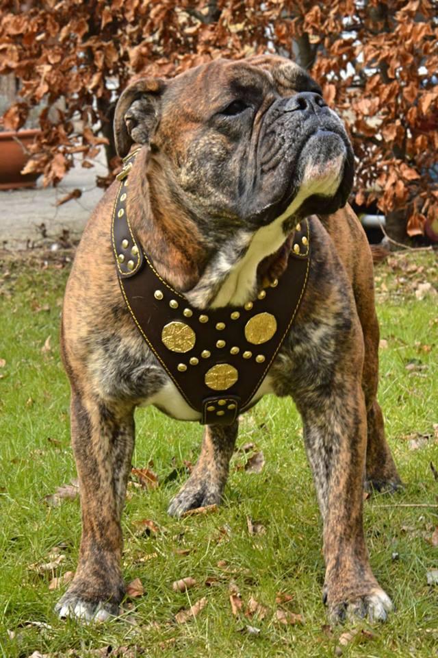 The "Maximus" brown harness - SJB-DIAMOND ELITES