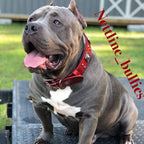 The "Eros" collar 2.5 inch wide RED - SJB-DIAMOND ELITES