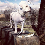 The "Maximus" leash white & gold - SJB-DIAMOND ELITES