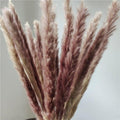 30Pcs Dried Bulrush Flowers Bouquet Home Wedding Decoration Table Flores Preservadas Pampas Grass Natural Reed Decor for Room Stevvex