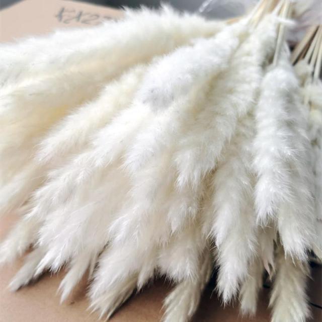 30pcs Natural Dried Pampas Grass Bouquet Pampas Grass Reeds Flowers Bulrush Bouquets Durable For for Vase Artificial Grass Room Décor Wedding Decorations Stevvex