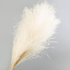 30pcs Natural Dried Pampas Grass Bouquet Pampas Grass Reeds Flowers Bulrush Bouquets Durable For for Vase Artificial Grass Room Décor Wedding Decorations Stevvex
