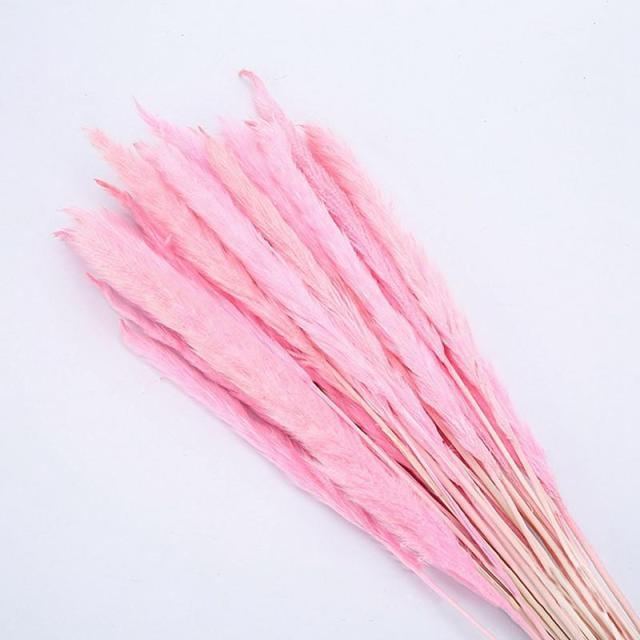 30pcs Natural Dried Pampas Grass Bouquet Pampas Grass Reeds Flowers Bulrush Bouquets Durable For for Vase Artificial Grass Room Décor Wedding Decorations Stevvex