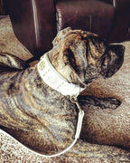 The "Maximus" leash white & gold - SJB-DIAMOND ELITES